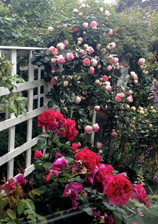 Bed Of Roses Villa Apollo Bay Exteriör bild